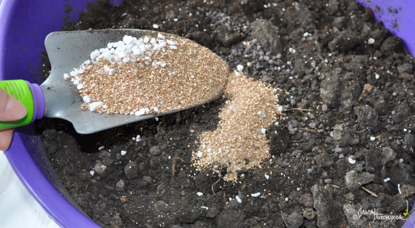 пересадка бегонии в домашних