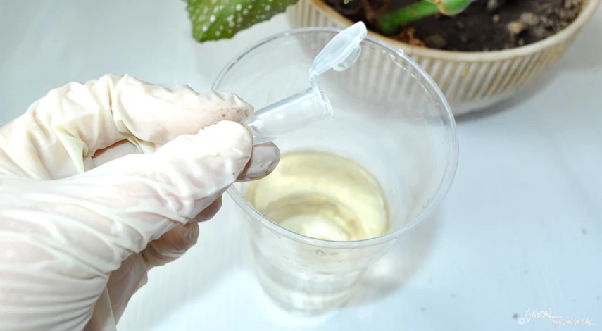 как пересадить бегонию