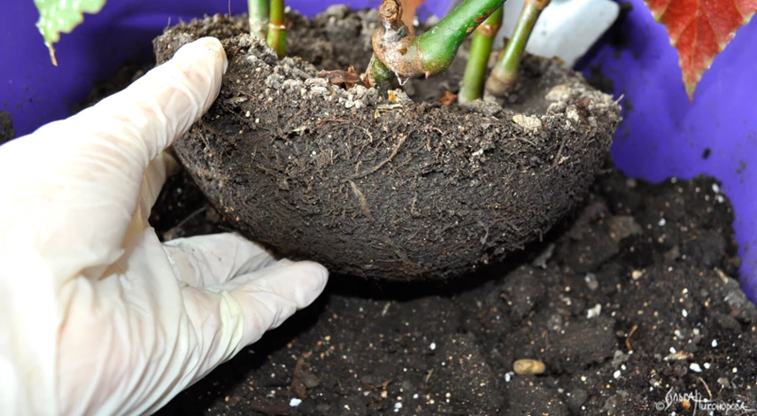 пересадить бегонию в горшок