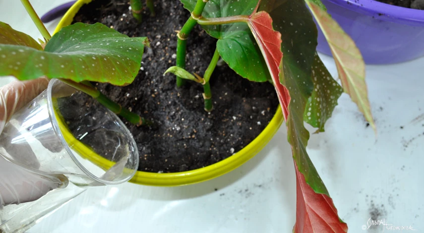 полив бегонии после пересадки