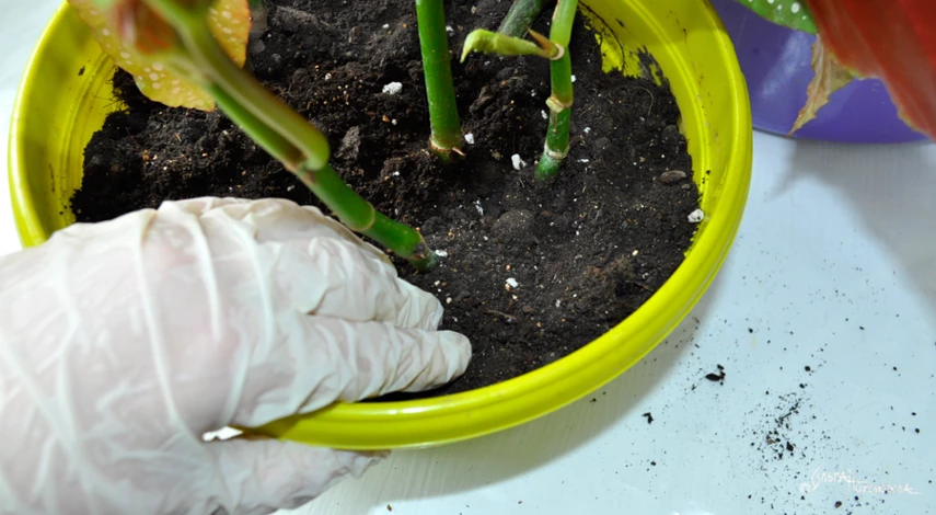 пересадить купленную бегонию