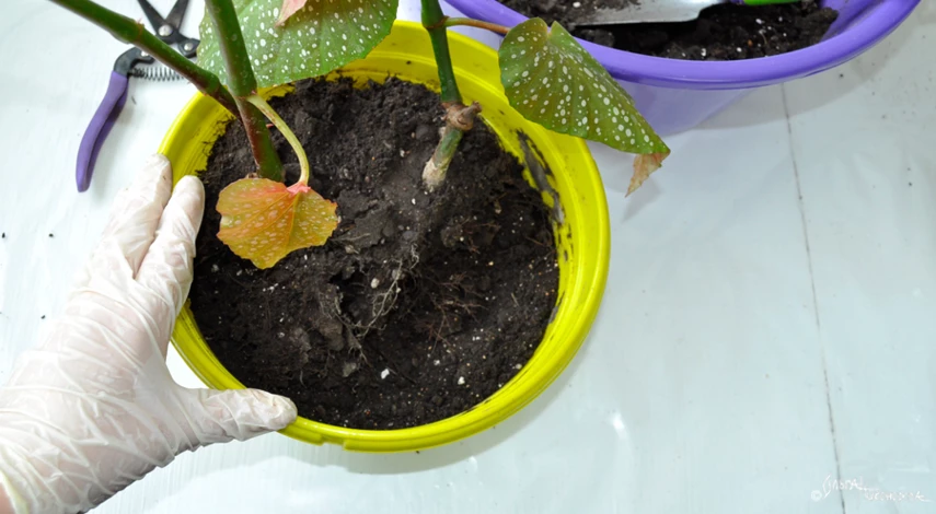 можно ли пересадить бегонию