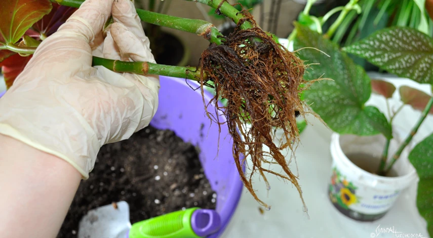 пересаживаем бегонию после покупки