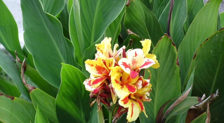 проращивание клубней канны