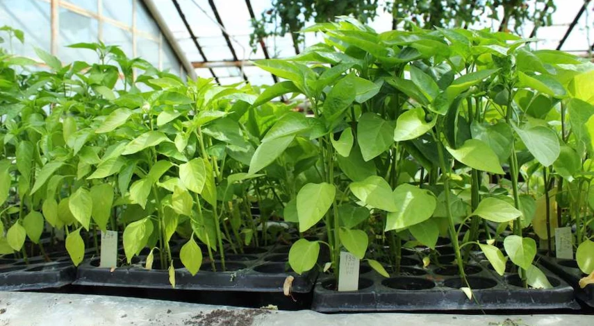 почему у рассады перца опадают листья