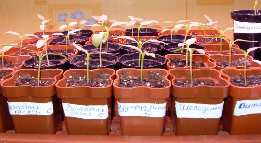 у рассады перцев опадают листья что делать