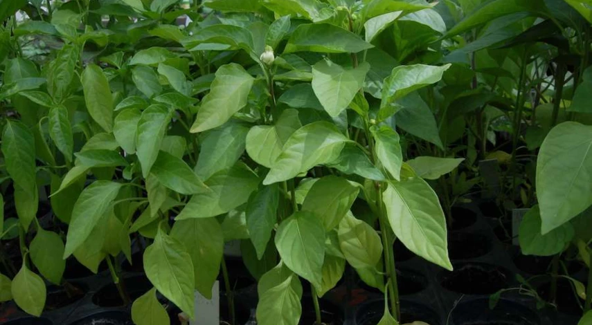 опадают листья рассады перца