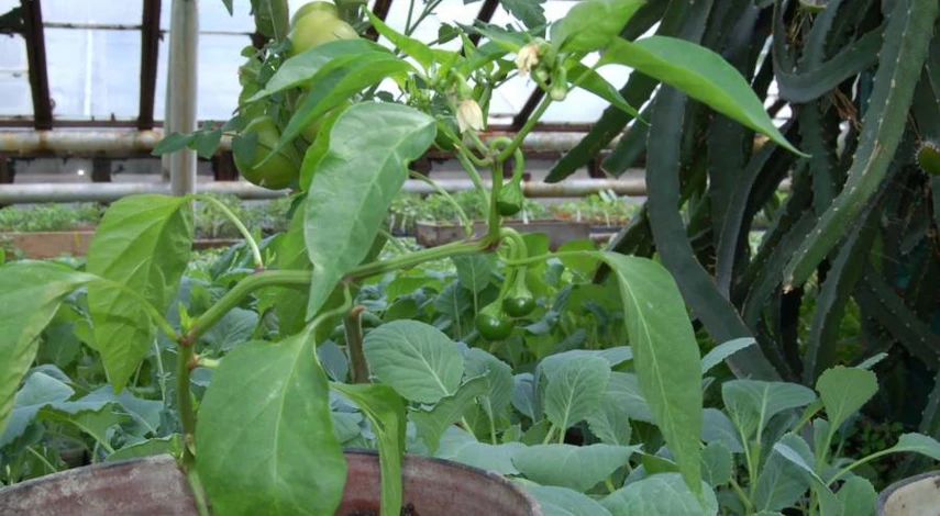 падают листья рассады перца