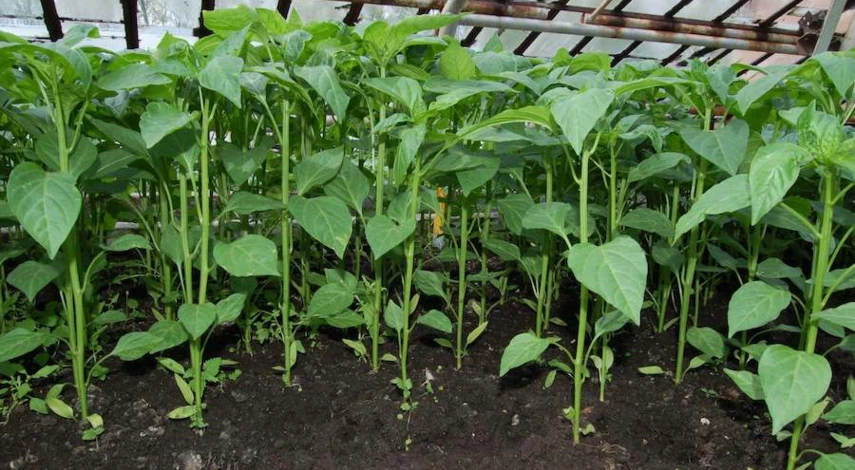 опадают листья перца