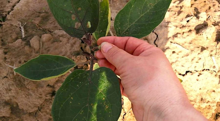 высадка рассады баклажанов