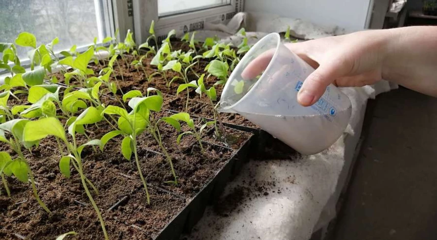 пикировка баклажанов в марте