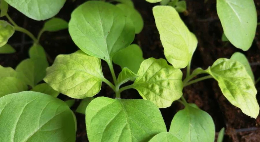 пикировка баклажанов в домашних