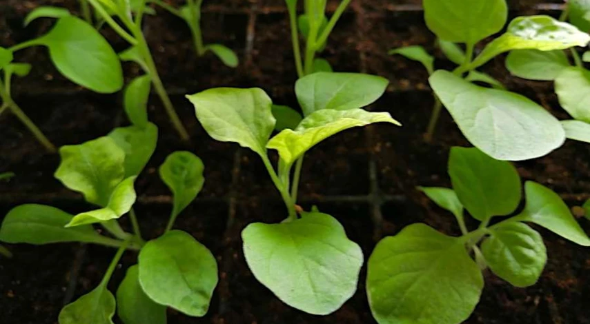 когда пикировать баклажаны