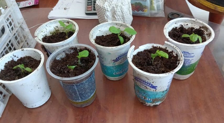 Пикировка рассады овощей в марте