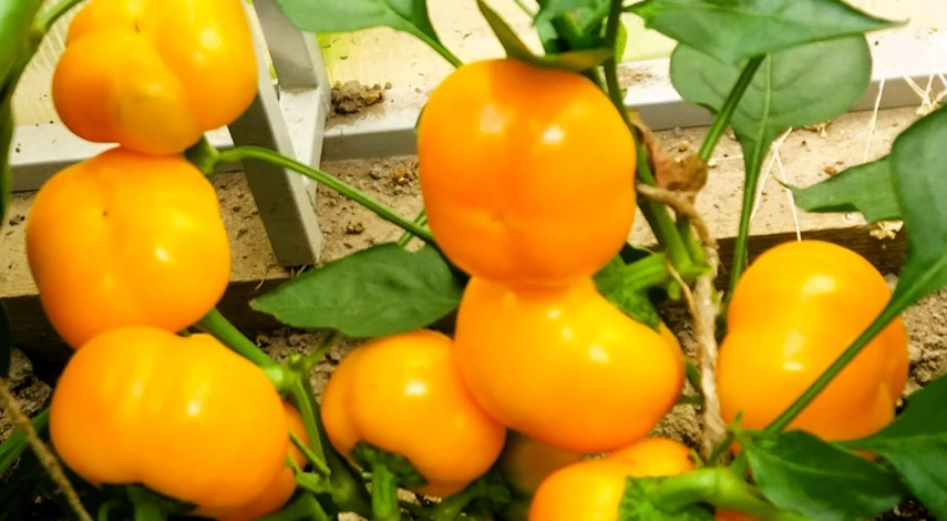 подкормка перца в теплице