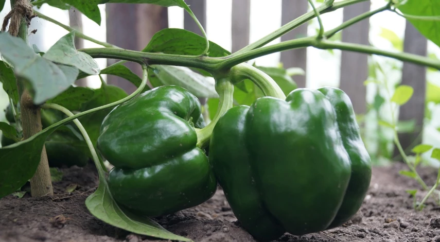 агротехника перца