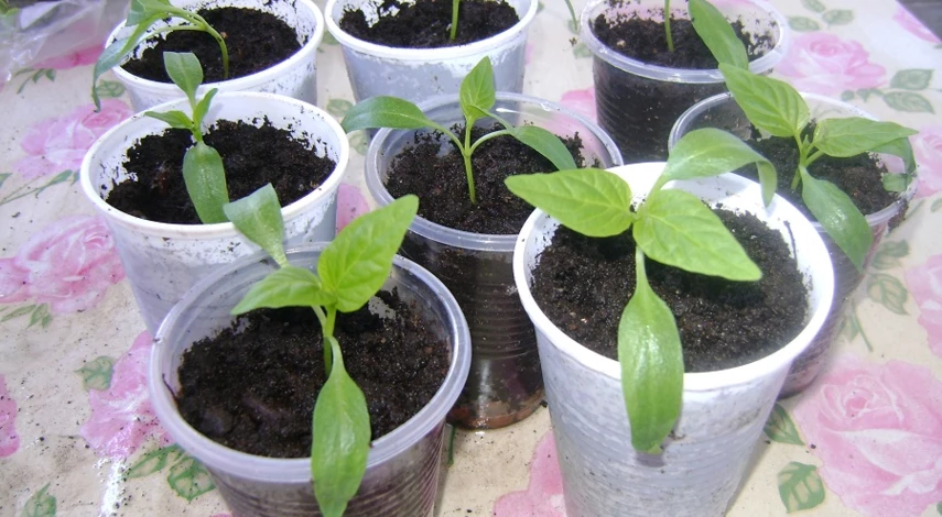 агротехника выращивания рассады перца