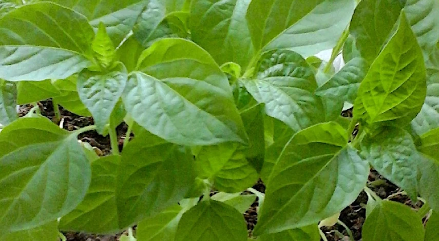 первая подкормка рассады перцев