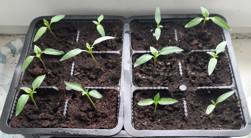 чем подкормить рассаду перца