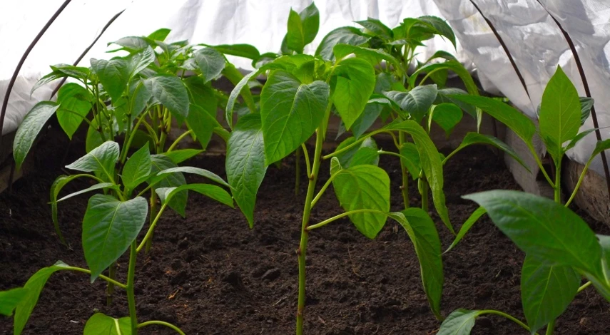 перец подкормка рассады для роста