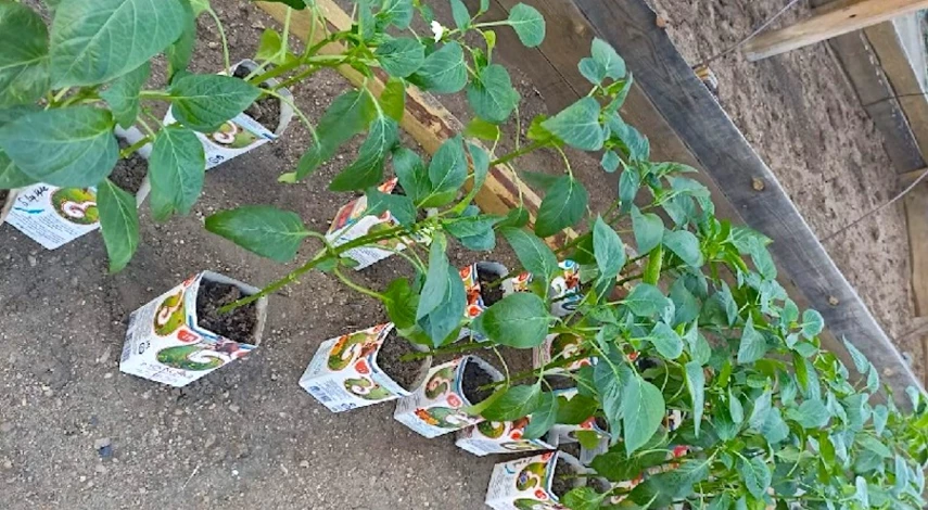 удобрение для рассады перцев