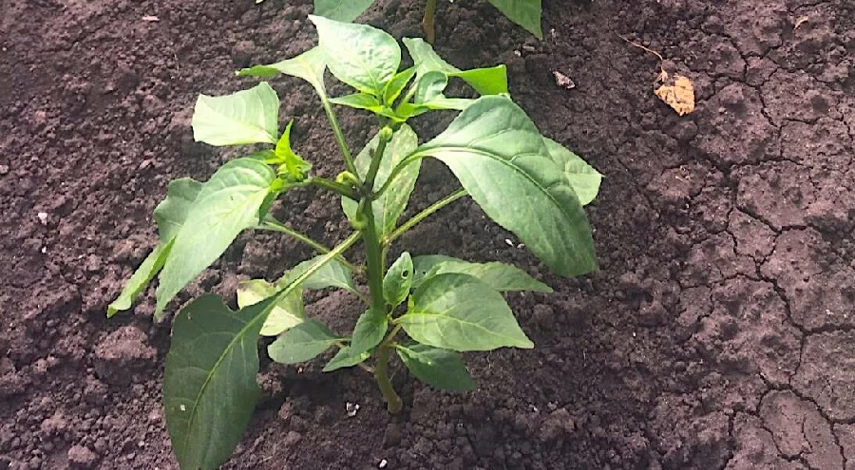 удобрение для рассады перца в домашних