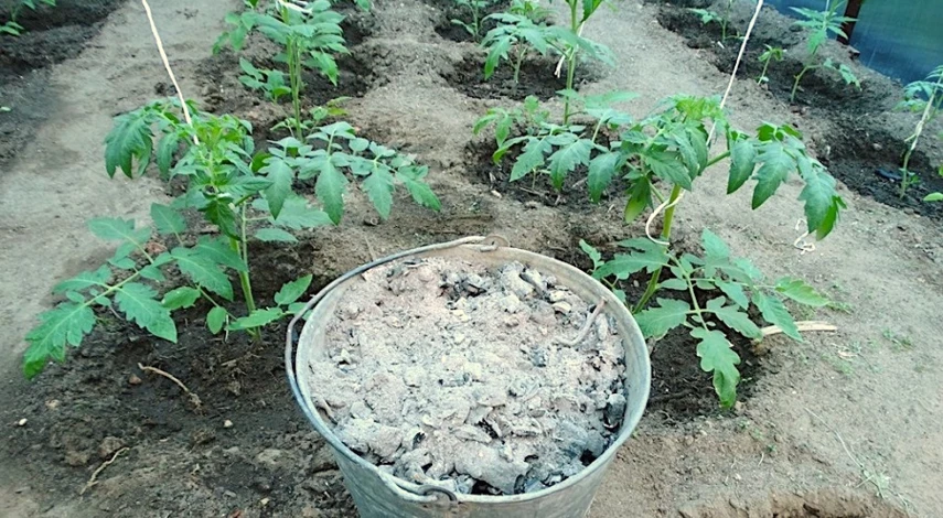 чем подкормить рассаду томаты после пикировки