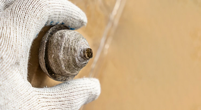 обработка от клещей