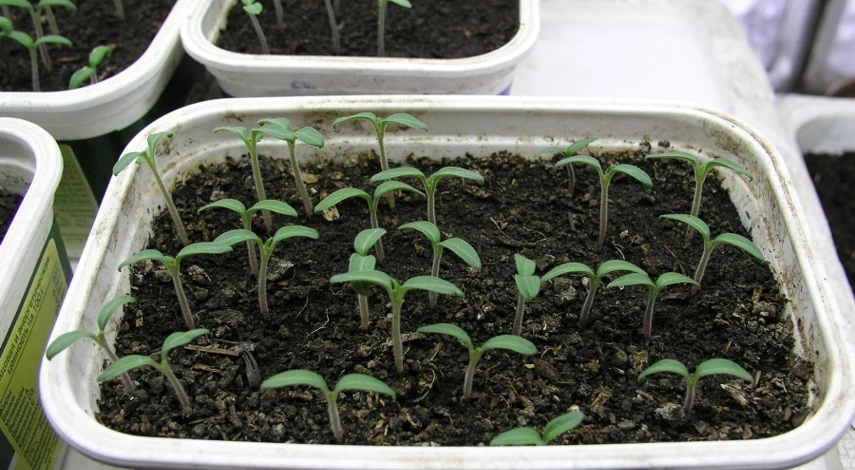 подкормка помидор после всходов