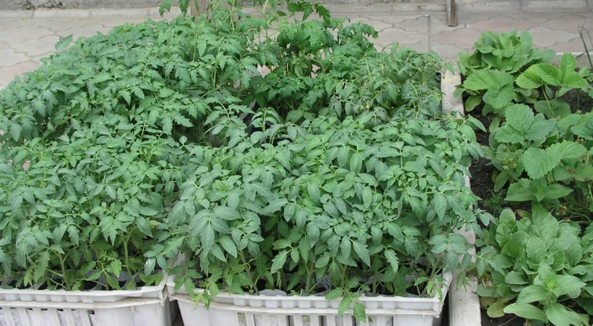 подкормка помидор схема