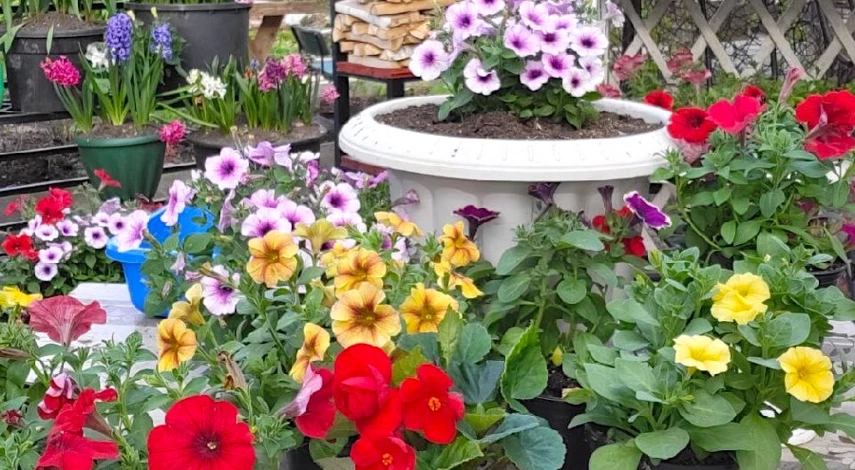 размножение петунии