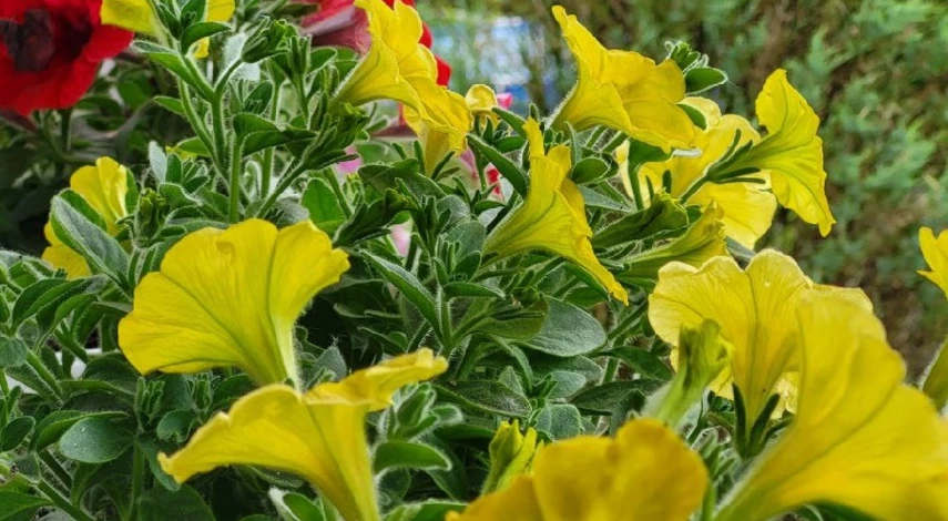 размножение петунии в домашних условиях