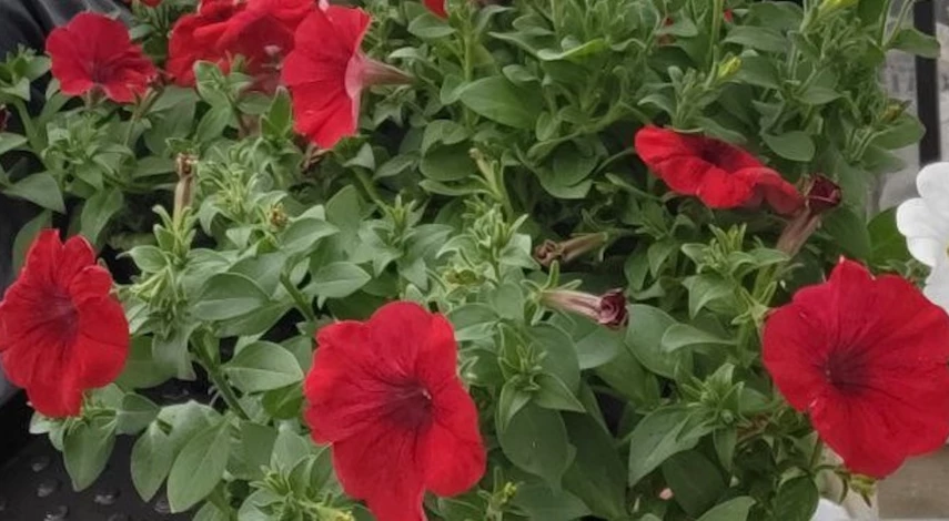 размножение петуний семенами