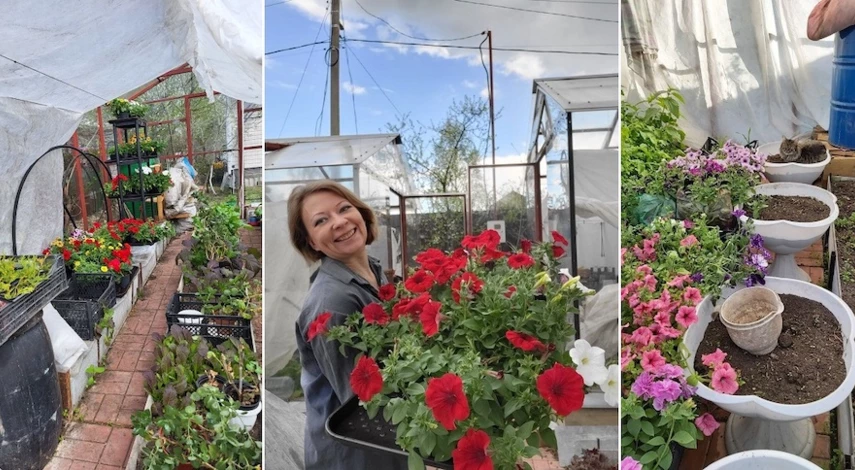 семенное размножение петунии