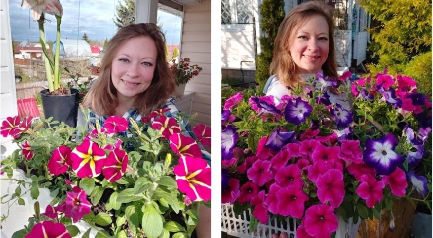 размножение петунии черенкованием