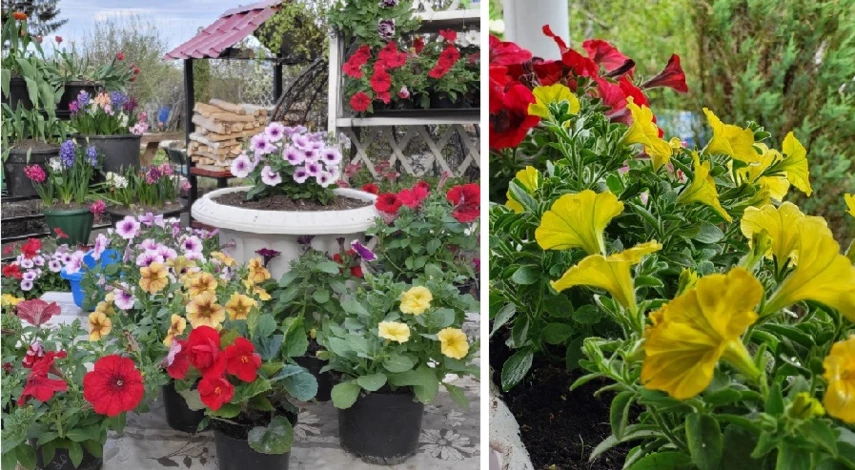 как размножить петунию черенками