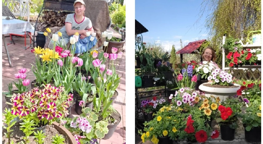 как размножить петунию в домашних