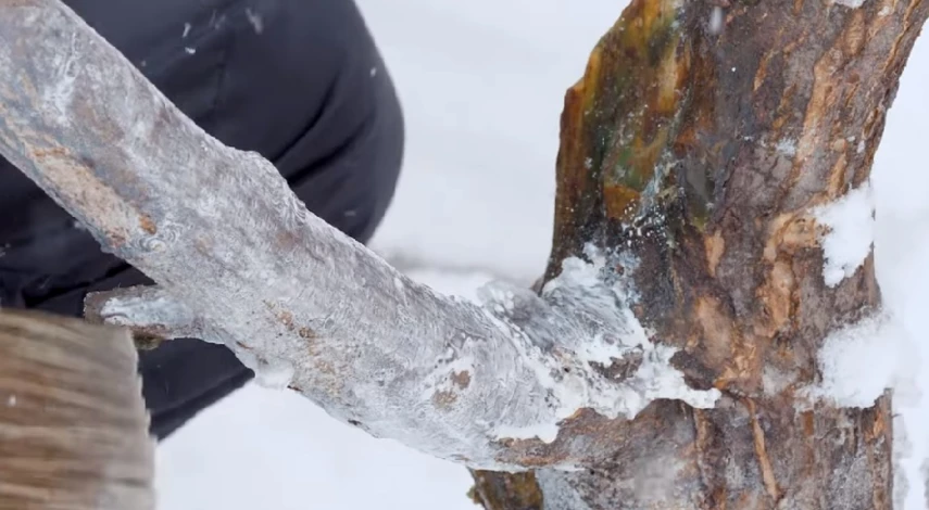 обрезка и побелка деревьев весной