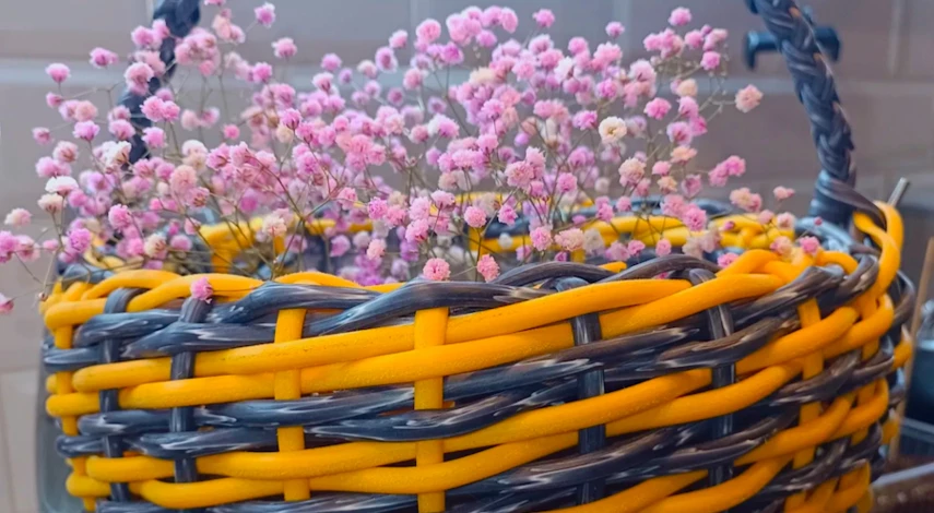 гипсофила посадка