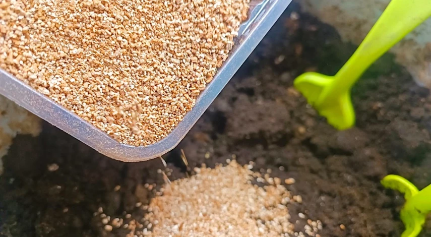 гипсофила семена посадка