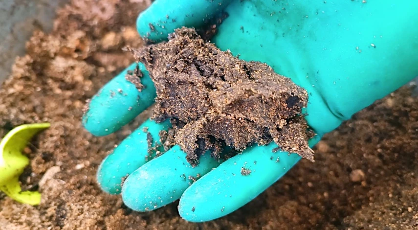 гипсофила многолетняя посадка