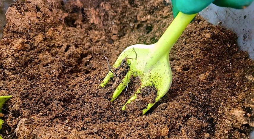 гипсофила посадка в грунт