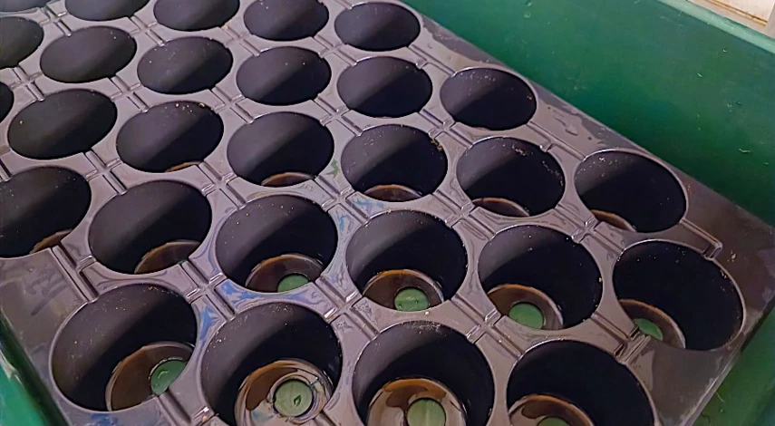 гипсофила рассада