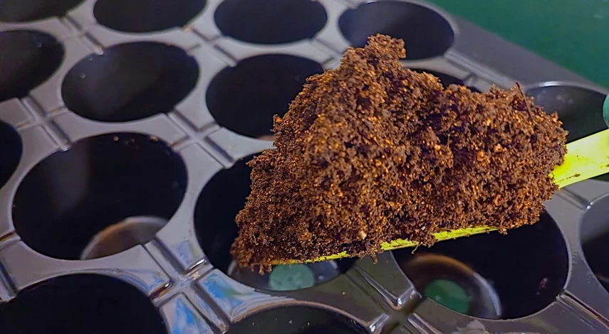 гипсофила семена на рассаду