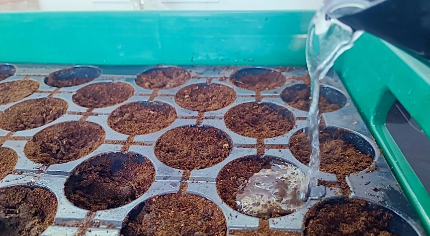 гипсофила на рассаду в домашних условиях