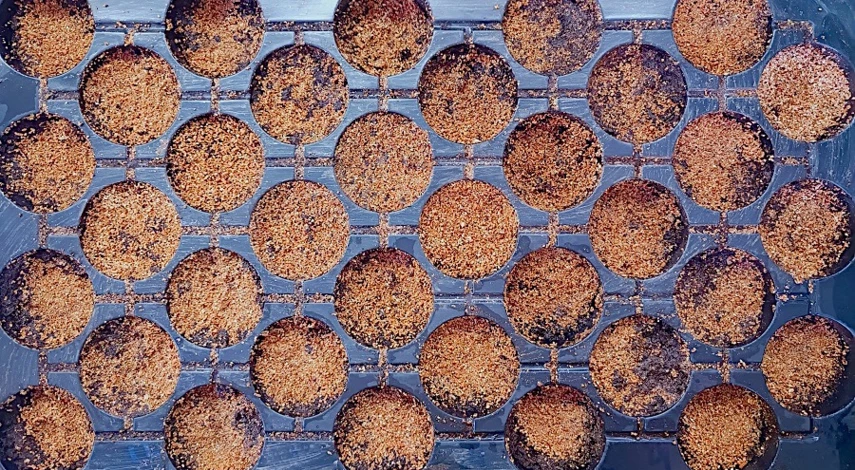 когда сажать гипсофилу на рассаду