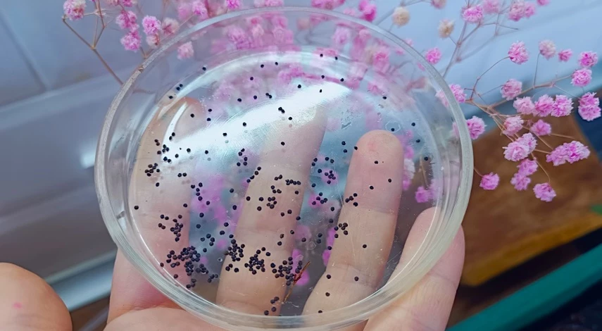 посев гипсофилы