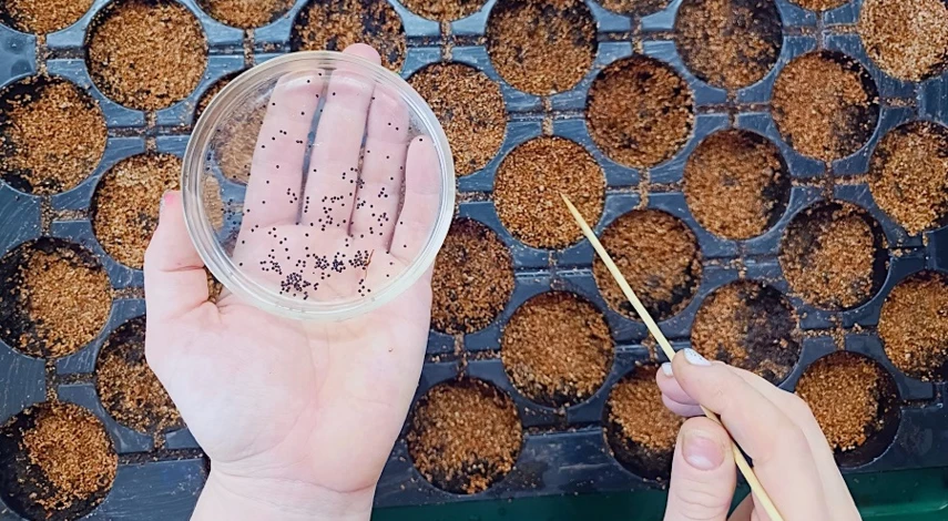 посев гипсофилы на рассаду