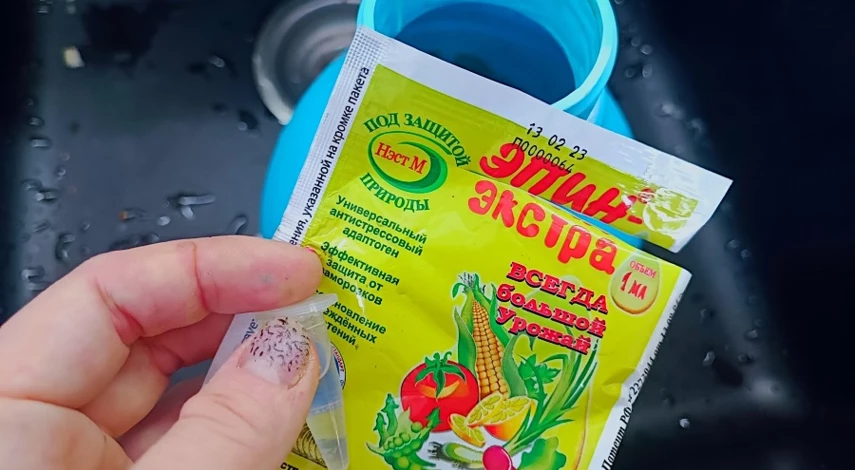 гипсофила посев семян