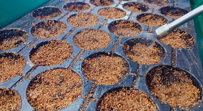 гипсофила посев семян на рассаду